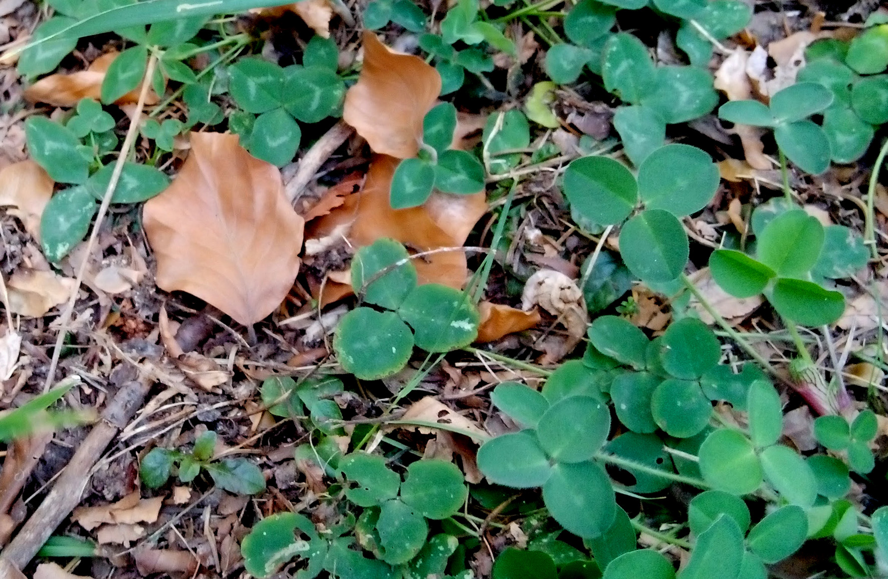 TRIFOLIUM REPENS L. - trifoglio bianco /foto